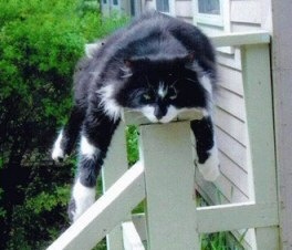 [cat_sleep[2].jpg]