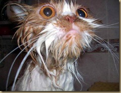 cat_bath_why