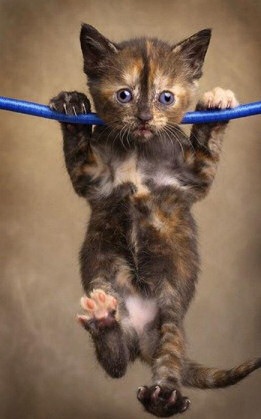 [cat_hanging_around[2].jpg]