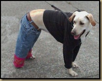 dog_own_jeans