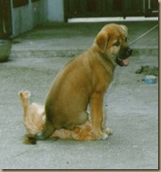 dog_sit_cat