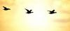 [555043_flying_geese_3[3].jpg]