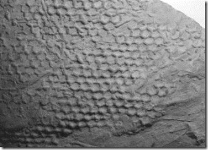 paleodictyon paleodictyon
