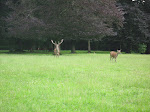 http://lh6.ggpht.com/_Vkwoux6RVCU/SFa1uk3BunI/AAAAAAAAEM0/DbEsfdpc4is/WEHaversin_033.JPG