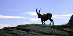 http://lh6.ggpht.com/_Vkwoux6RVCU/SNycg4gGpjI/AAAAAAAAFTU/tbiBj6C86KE/MercantourJ9_009b.JPG