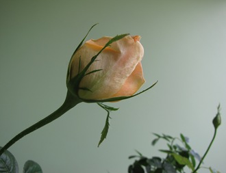 IMG_5444 IMG_5444