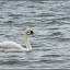 &ndash; ein Schwan auf dem Müggelsee