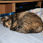 unser Minizoo &ndash; Prudence