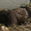 unser Minizoo – Jake, Simon, Simon und Elwood unser Minizoo – Jake, Simon, Simon und Elwood