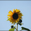 Sonnenblumenlabyrinth &ndash; 