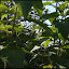 Sonnenblumenlabyrinth &ndash; 