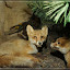 Museum für Naturkunde Berlin &ndash; Fuchs