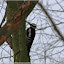 Zitadelle Spandau im Winter &ndash; Buntspecht