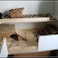 Meerschwein Eigenbau – alle versteckt :D Meerschwein Eigenbau – alle versteckt :D