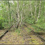 Natur-Park Südgelände und Krummer Pfuhl &ndash; renaturiert, Birkenwald