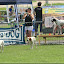 Hunde auf der Trabrennbahn &ndash; 