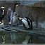  &ndash; Pinguine