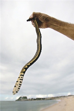[yellow bellied sea snake[8].jpg]