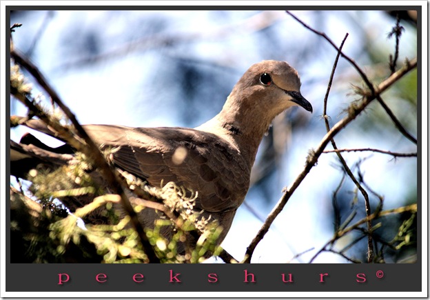 my dove friend