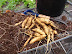 Sweet Potatoes