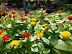 BGH Odessa Garden Centre