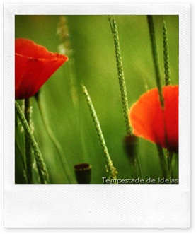 primavera1 primavera1