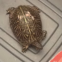 Florida Box Turtle