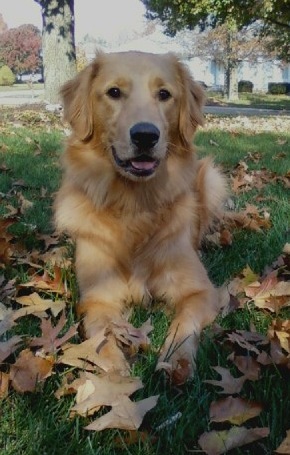 [GoldenRetrieverPurebredDogPortia2[3].jpg]