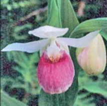 Showy Lady Slipper 4 Showy Lady Slipper 4
