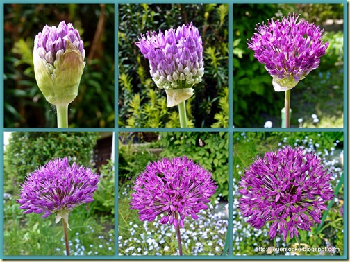 Blumen 3