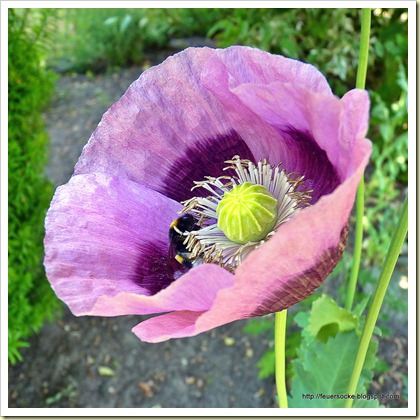 P1010245