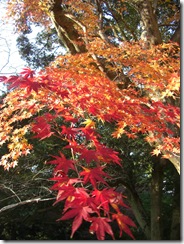 Momiji