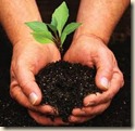 plant a tree