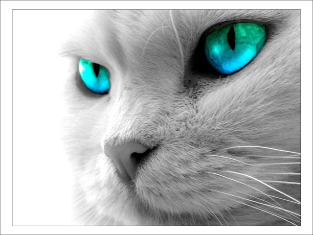 [catcloseup593972.jpg]