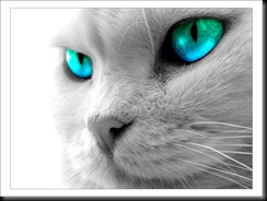 cat close-up-593972