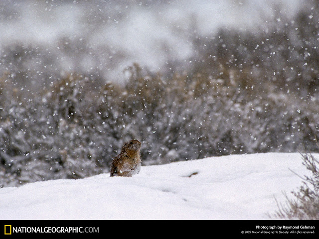 National Geographic Wallpapers 1600 X 1200 National Geographic Wallpapers 1600 X 1200