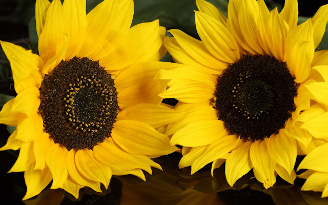 Sunflowers Wallpapers 1920 X 1200 Sunflowers Wallpapers 1920 X 1200