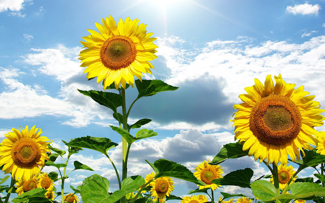 Sunflowers Wallpapers 1920 X 1200 Sunflowers Wallpapers 1920 X 1200
