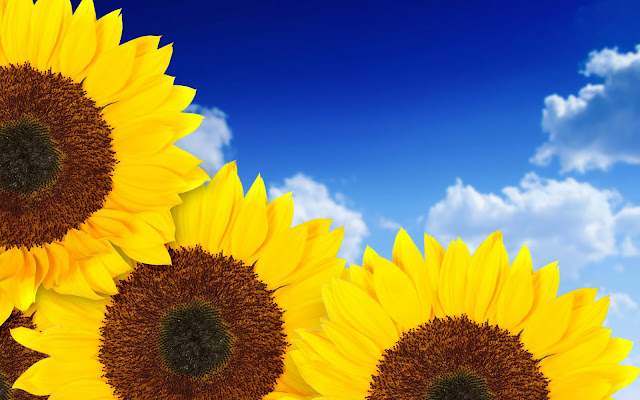 Sunflowers Wallpapers 1920 X 1200 Sunflowers Wallpapers 1920 X 1200