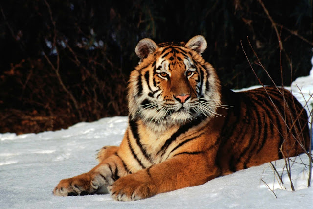 Wild Animals Wallpapers 1600×1067 Wild Animals Wallpapers 1600×1067