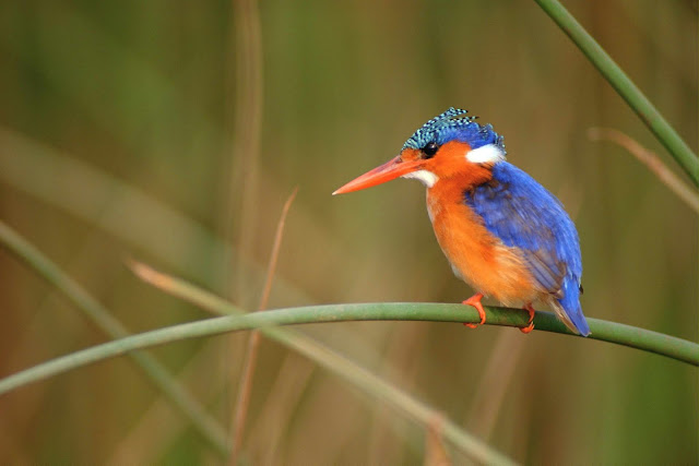 Wild Animals Wallpapers 1600×1067 (Bird),Wild Animals Wallpapers 1600×1067