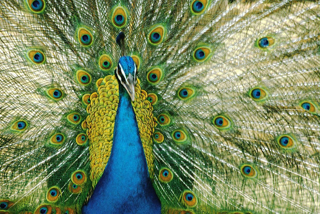 Wild Animals Wallpapers 1600×1067 (Peacock),Wild Animals Wallpapers 1600×1067