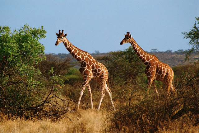 Wild Animals Wallpapers 1600×1067 (Girafe),Wild Animals Wallpapers 1600×1067