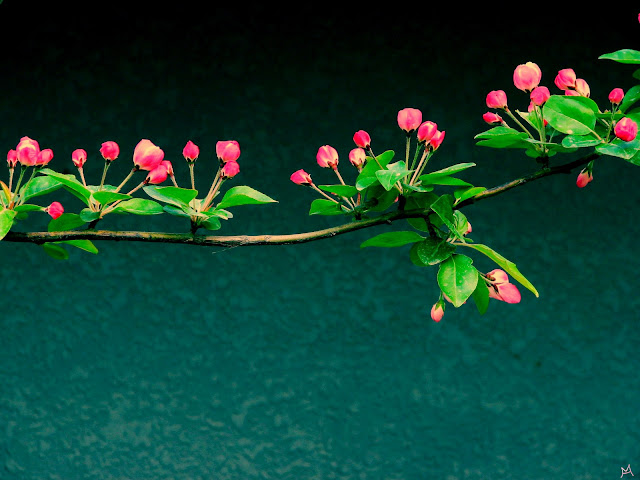 20 Flowers Wallpapers 1600 X 1200 20 Flowers Wallpapers 1600 X 1200