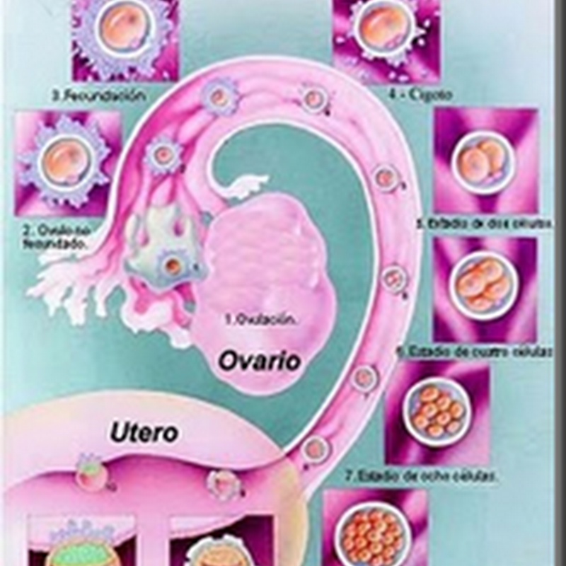 Fungsi Dari Amnion Adalah A Melindungi Embrio Dari Guncangan B