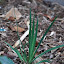 Iris - Pacific Coast Iris hybrids