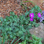 Geranium - Flying start