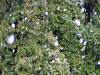 DSC05685.JPG