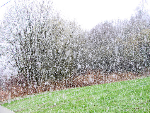 Man ser ikke skogen for bare snø (filler).