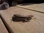 06.07.31 - Firfisle 2.jpg 06.07.31 - Firfisle 2.jpg